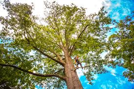 Best Fruit Tree Pruning  in River Road, WA