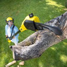 Best Tree Disease Treatment  in River Road, WA