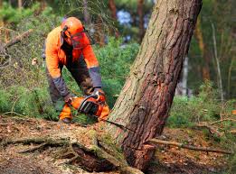 How Our Tree Care Process Works  in  River Road, WA