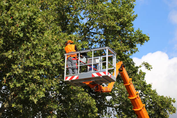 Best Tree Trimming and Pruning  in River Road, WA