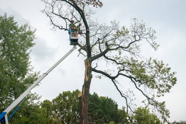 Best Hazardous Tree Removal  in River Road, WA