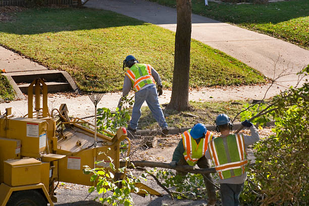 Best Commercial Tree Services  in River Road, WA