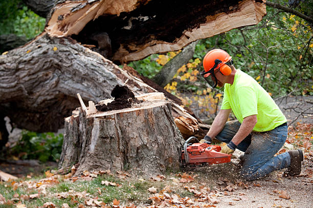  River Road, WA Tree Services Pros