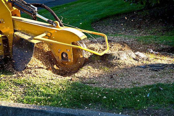 Best Utility Line Clearance  in River Road, WA