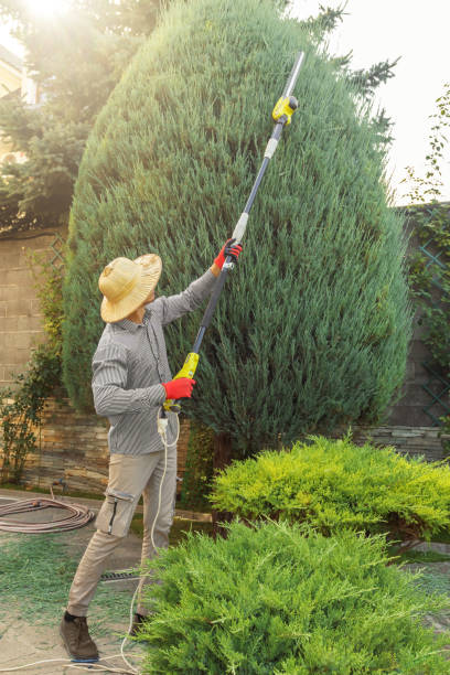 Best Stump Grinding and Removal  in River Road, WA