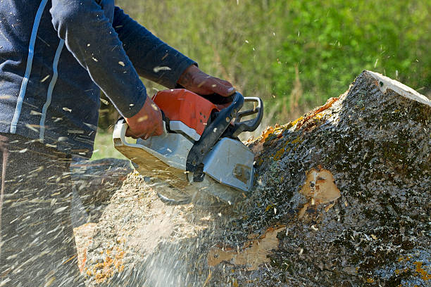 Best Hedge Trimming  in River Road, WA