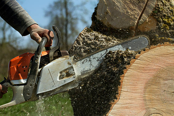 Tree and Shrub Care in River Road, WA